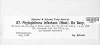 Phytophthora infestans image